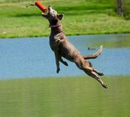 High Flying Dogs